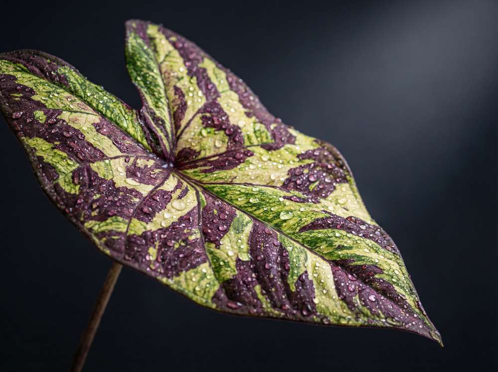 草莓视频植物测评视频
