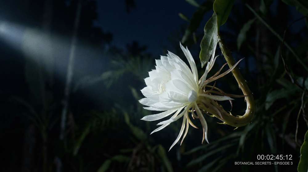 草莓视频植物视频-夜间开花延时摄影